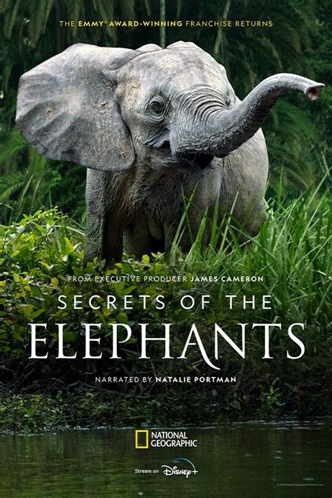secrets of the elephants myflixer|Secrets of the Elephants .